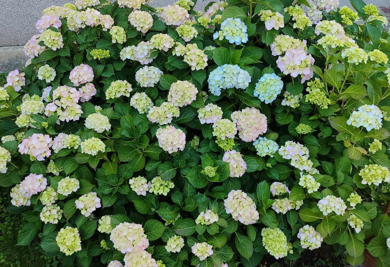 Hortenzia kalinolistá – biela